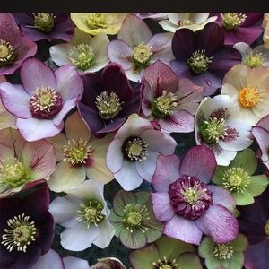 Hellebores Lenten Rose. 2 plants for $25